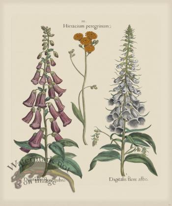 Besler 151 Colored B2